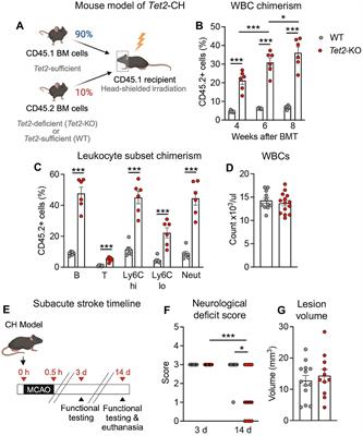 Tet2-mediated clonal hematopoiesis modestly improves neurological deficits and is associated with inflammation resolution in the subacute phase of experimental stroke